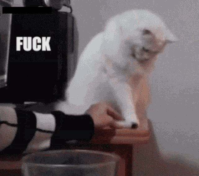 Fuck This Cat GIF - Fuck This Cat Angry GIFs