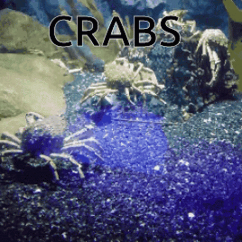 Spider Crab GIF - Spider Crab GIFs
