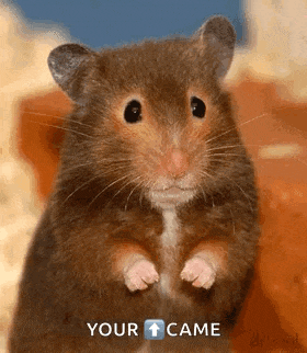 a close up of a hamster standing on its hind legs with the words `` your came '' below it .
