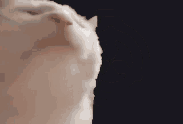 a close up of a white cat 's face against a black background