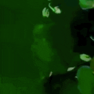 a bunch of green leaves are floating in the water