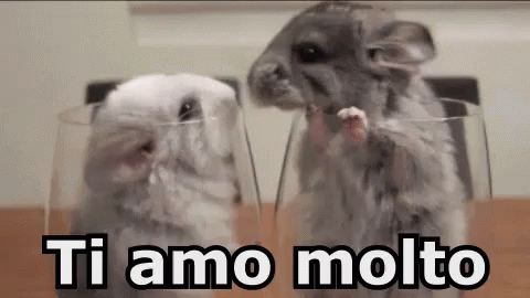 Cincillà Roditori Ti Amo Molto Animali Bacio GIF - Chincilla Rodent I Love You So Much GIFs