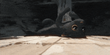 a cat is laying on its back on a wooden floor