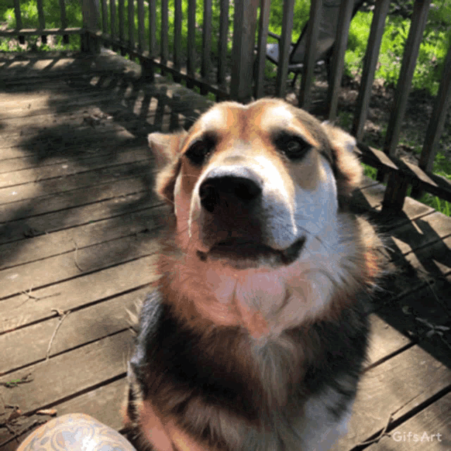 a dog sitting on a wooden deck with a tattoo on his leg