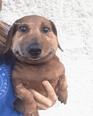 a person is holding a dachshund with a smiley face and the words made with pika below it