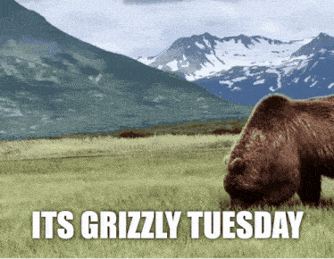 a grizzly bear grazing in a field with the words its grizzly tuesday