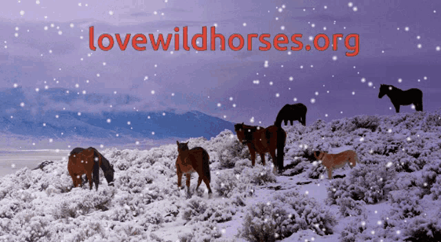 a picture of horses in the snow with the website lovewildhorses.org in red