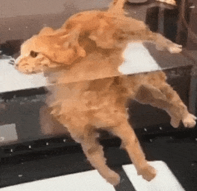 Cat Float GIF - Cat Float Chill GIFs