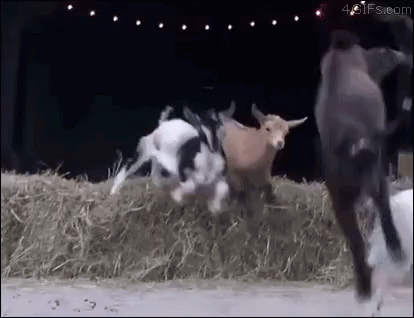 Radical GIF - Jump Tricks Goat GIFs