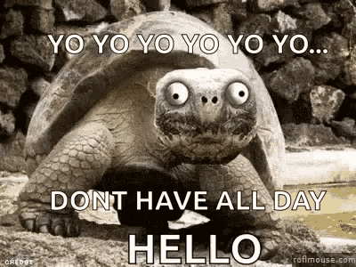 Turtle Hello GIF - Turtle Hello Dont Have All Day GIFs