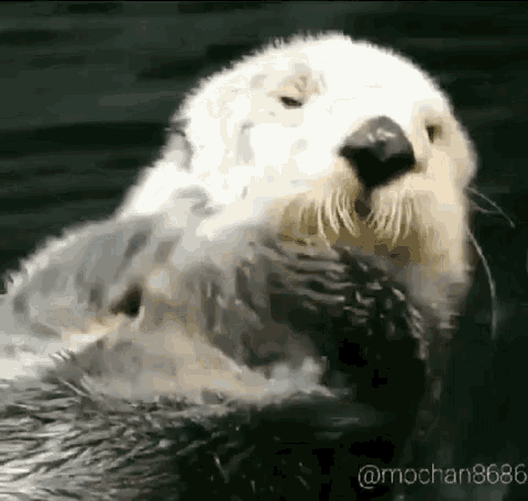Shower Sea Otter GIF - Shower Sea Otter Summer Vibes GIFs