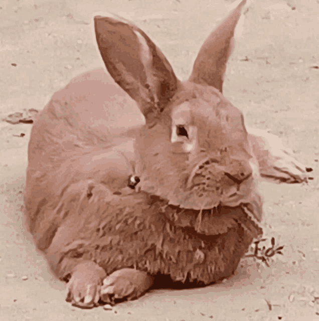 a rabbit laying on the ground with the word tide written on the ground