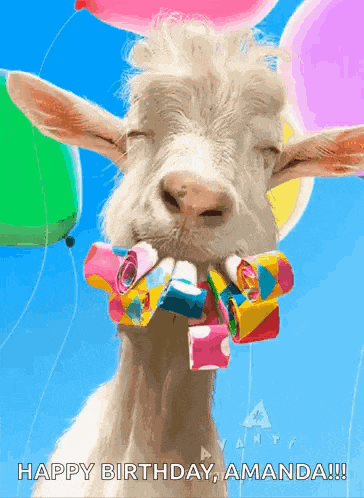 a goat with balloons and streamers in its mouth says happy birthday amanda !!
