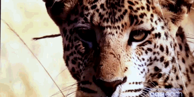 Leopard When GIF - Leopard When Your GIFs