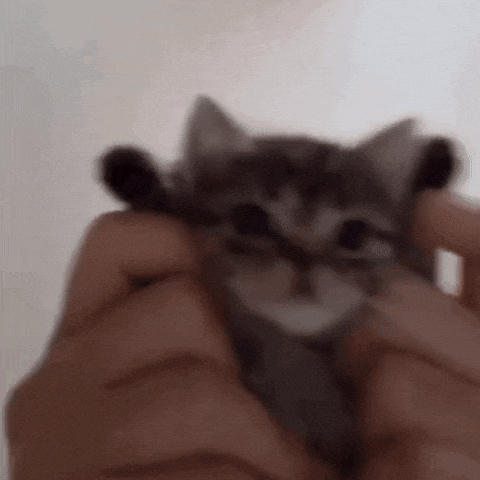 a person is holding a small kitten in their hands and looking at it .