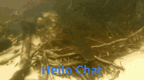 Catfish Hamfish GIF - Catfish Hamfish Hello Chat GIFs