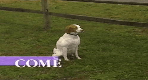 a brown and white dog is sitting in the grass next to a sign that says welcome