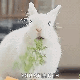 Bunny Bunny Rabbit GIF - Bunny Bunny Rabbit Eating GIFs