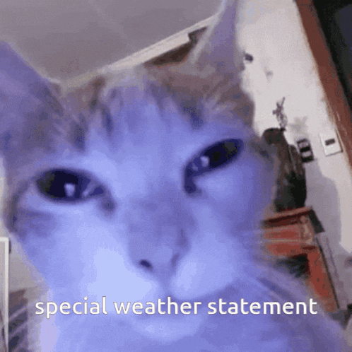 a close up of a cat 's face with the words special weather statement written below it