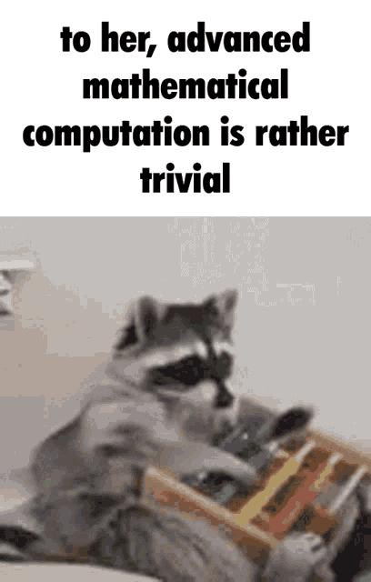 Smart Raccoon GIF - Smart Raccoon Math GIFs