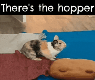 a calico rabbit is sitting on a blue blanket next to a stuffed animal and a pillow .