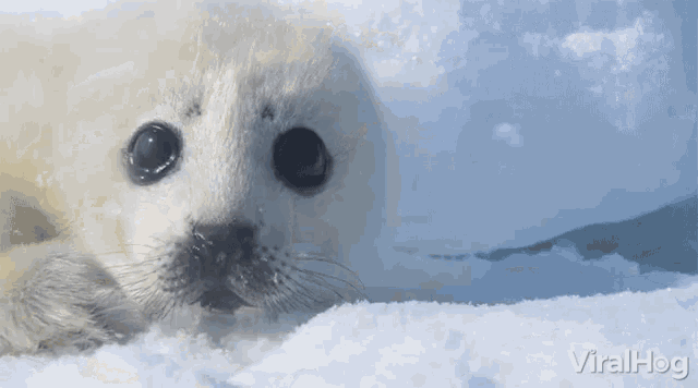 Harp Seal Pup Baby Seal GIF