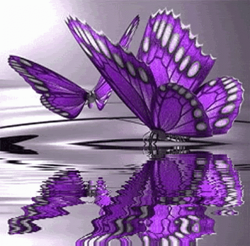 Butterfly Purple GIF - Butterfly Purple Water GIFs