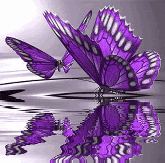 two purple butterflies are flying over a body of water .