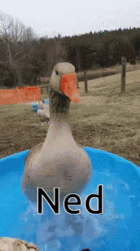 Duck Ned GIF - Duck Ned Ned Duck GIFs