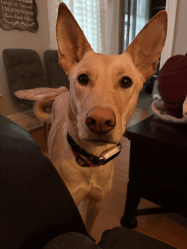a dog is looking at the camera in front of a sign that says " laugh at your mistakes "