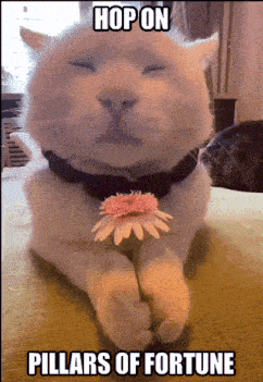 a cat holding a flower with the caption hop on pillars of fortune below it