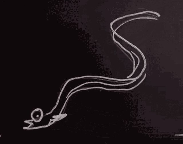 a drawing of a bird with a long tail on a blackboard