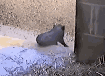 a pigeon is sitting on the ground in front of a brick wall .