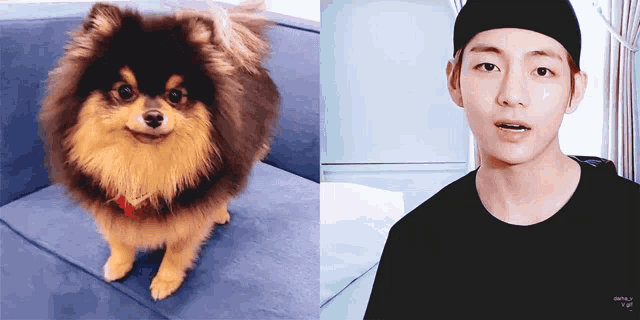a small dog sitting on a blue couch next to a man wearing a black hat