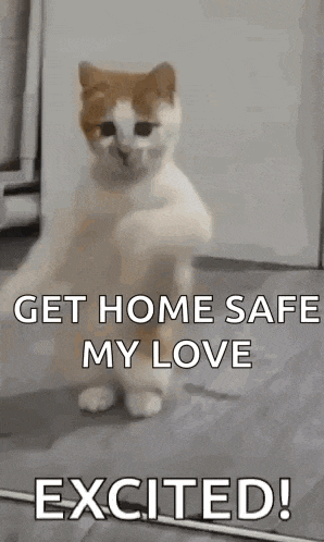 a cat is standing on its hind legs in a room and says `` get home safe my love excited ! ''
