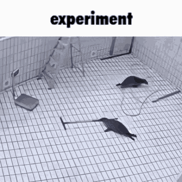 Seal Experiment GIF - Seal Experiment Meme GIFs
