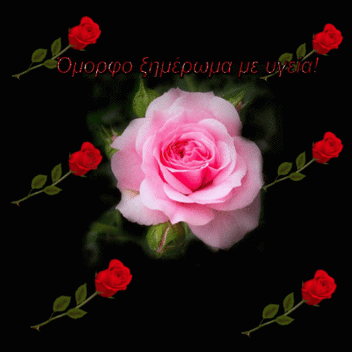 ομορφοξημερωμα Flowers GIF - ομορφοξημερωμα Flowers Rose GIFs