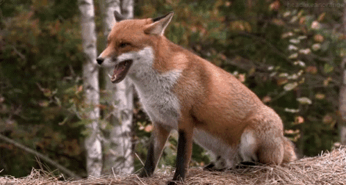 Fox Yawning GIF - Fox Yawning GIFs