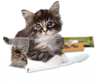 a kitten is sitting next to a bag of cat treats