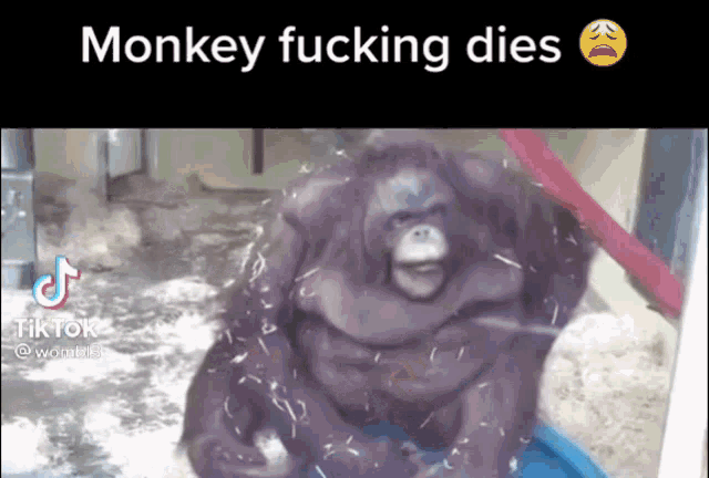 Monkey Dies GIF - Monkey Dies GIFs