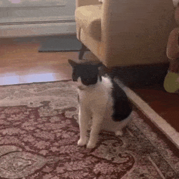 a black and white cat is sitting on top of a rug in a living room .