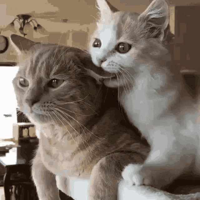 Cute Cats Funny Animals GIF - Cute Cats Funny Animals Bite GIFs