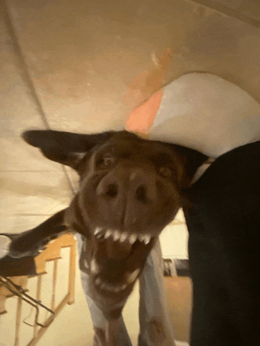 a close up of a dog 's face with its mouth open and teeth showing