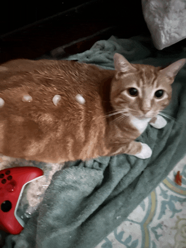 a cat is laying on a bed next to a red controller