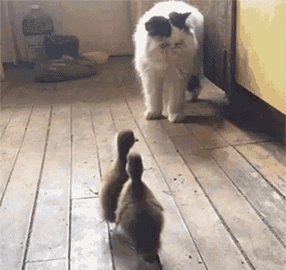 Ducks Attacks GIF - Ducks Attacks Cat GIFs