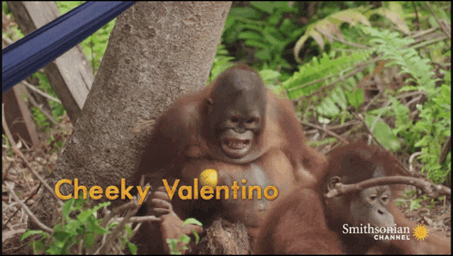 cheeky valentino is the name of the orangutan