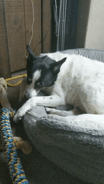 a black and white dog is laying down in a dog bed
