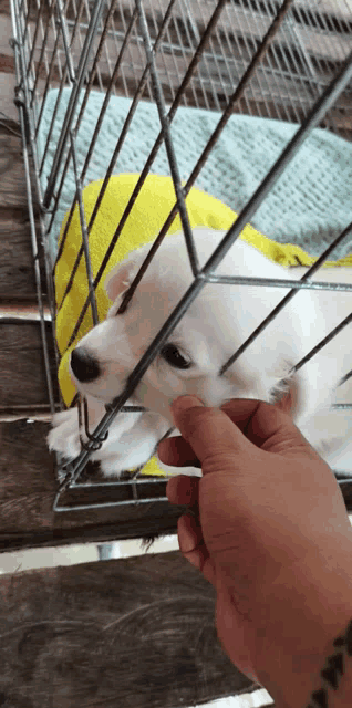 a person petting a white dog in a cage with a yellow towel on it