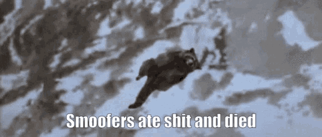 a raccoon is flying through the air with the words smoofers ate shit and died written below it .