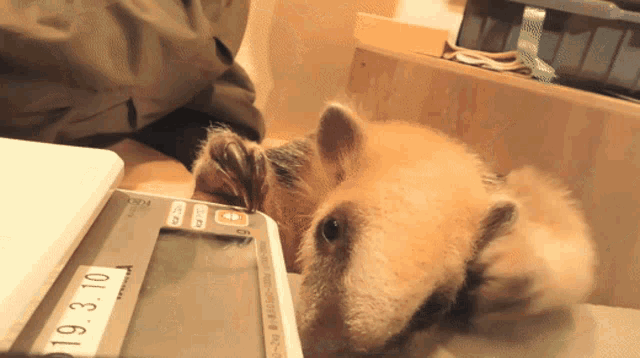 a dog laying on a scale with a tag that says 19.3.10 on it